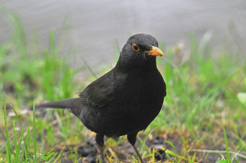 Фотография автора Игорь  Александрович  Куликов
