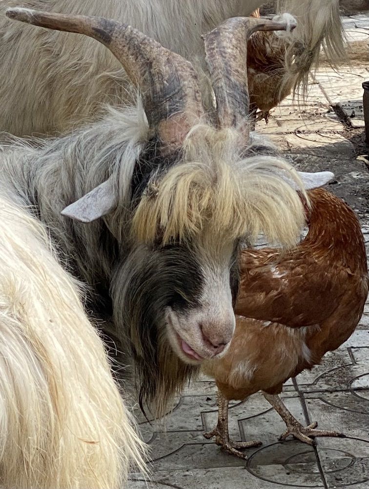 Фотография автора ГУЗАЛИЯ ГАНИЕВА