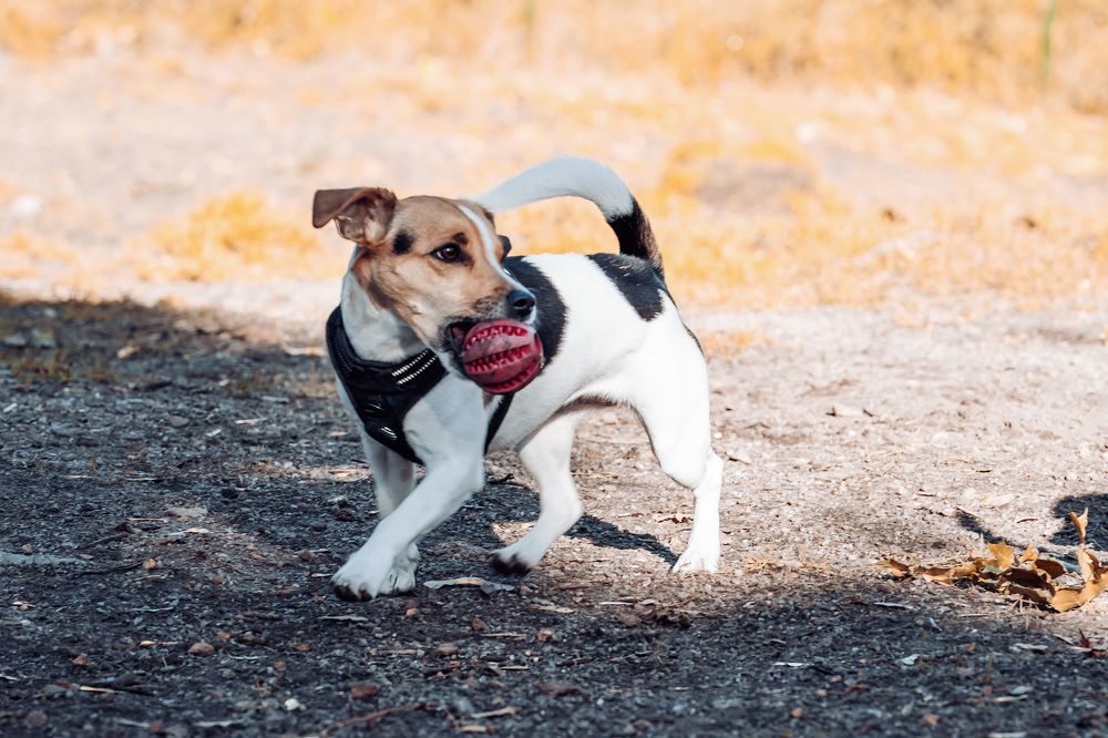 Фотография автора Ruslan Badykov