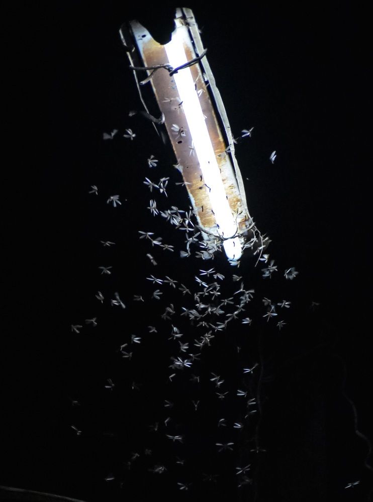 Street light