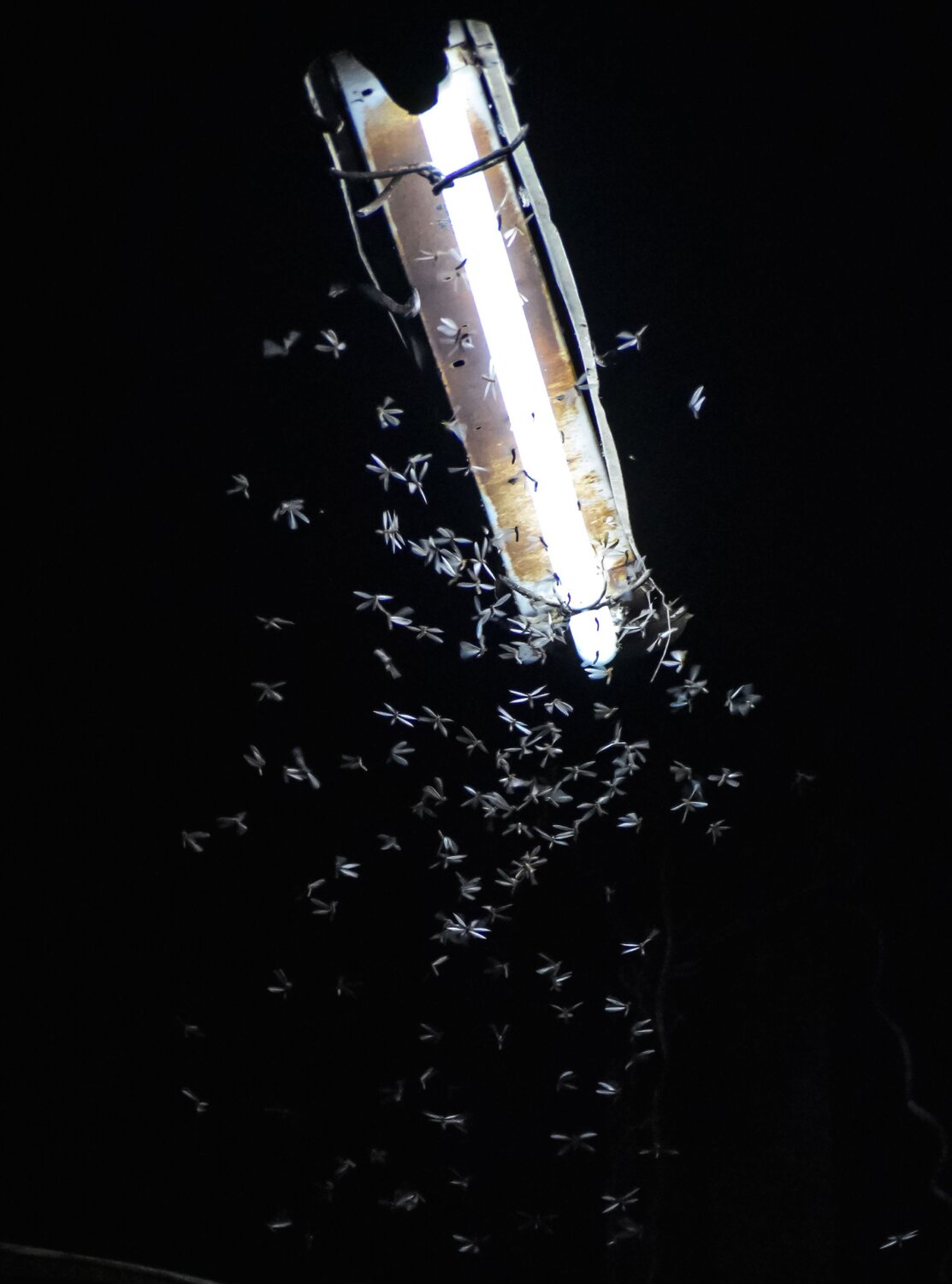Street light