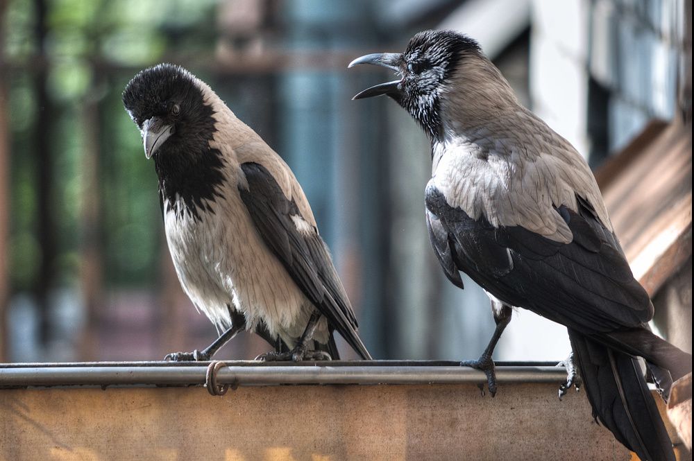 Серьезный разговор