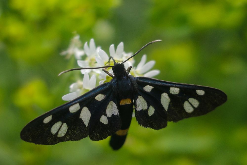 Photograph by Алла Никушкина