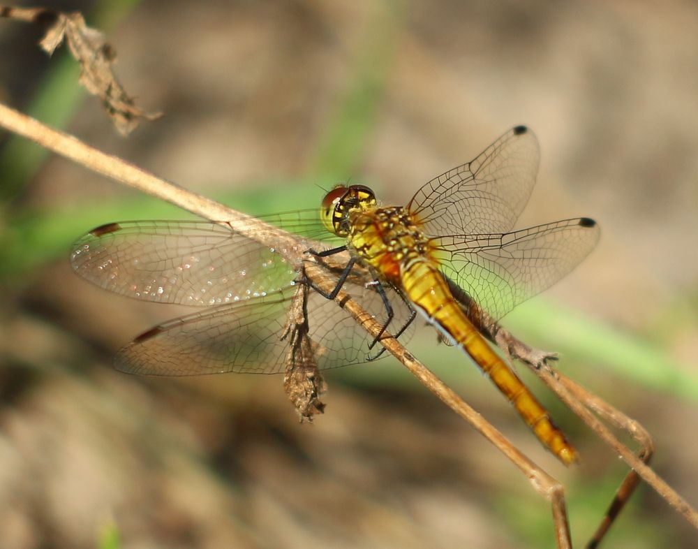 Фотография автора Галина Спирина
