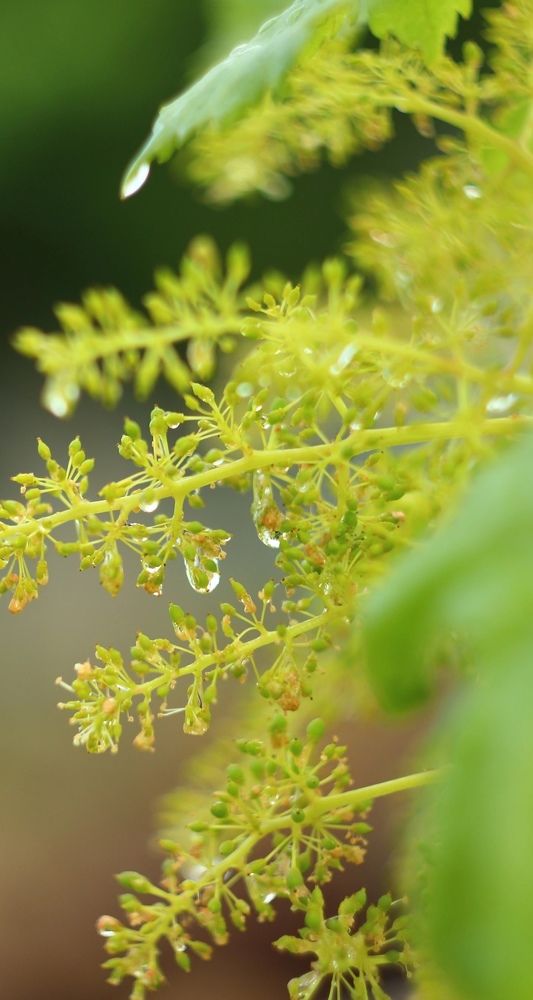 Фотография автора Галина Спирина