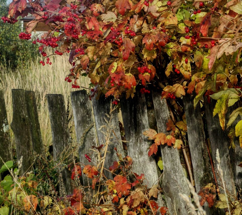 Photograph by Полина Мальцева