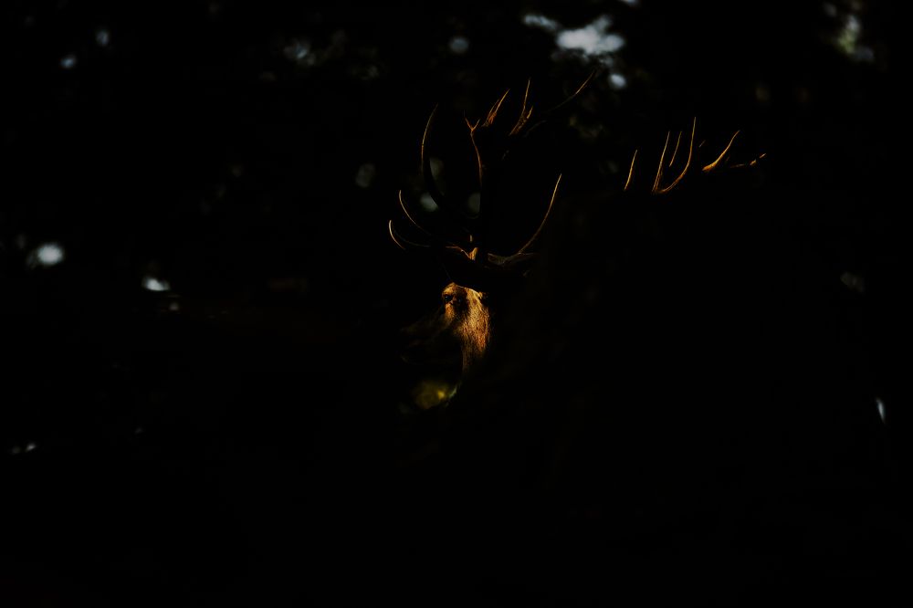 Фотография автора Rok Štirn