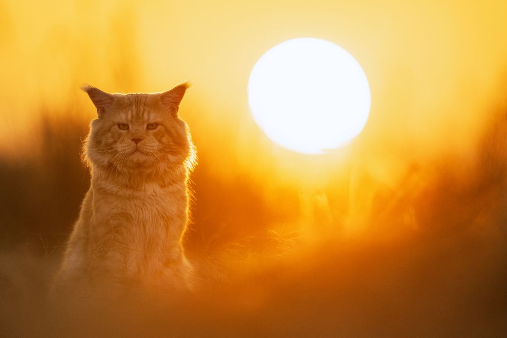 Фотография автора Rok Štirn