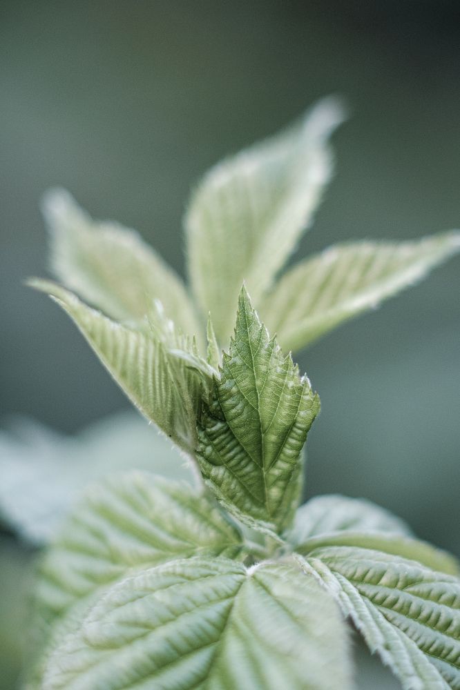 Photograph by Tatiana Teit Ash