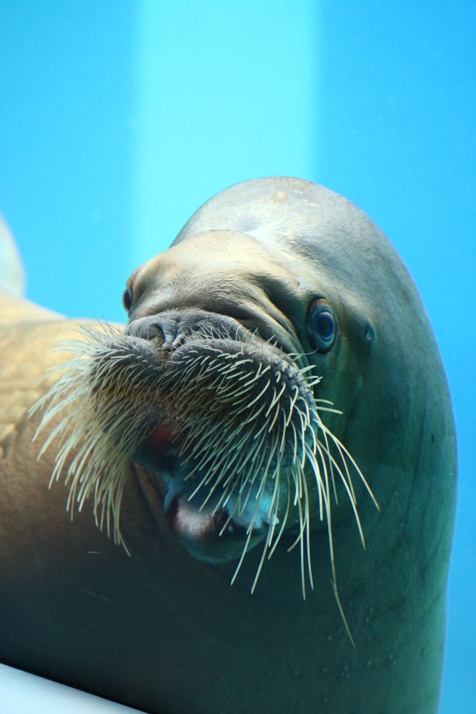 Photograph by Светлана Шуткова