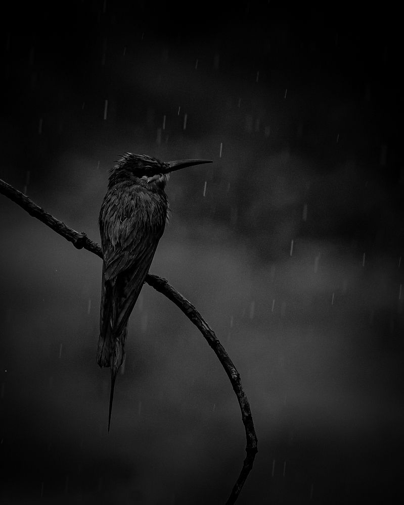 Photograph by Irene Chattopadhyay