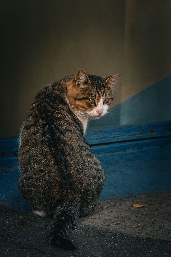 Фотография автора лада