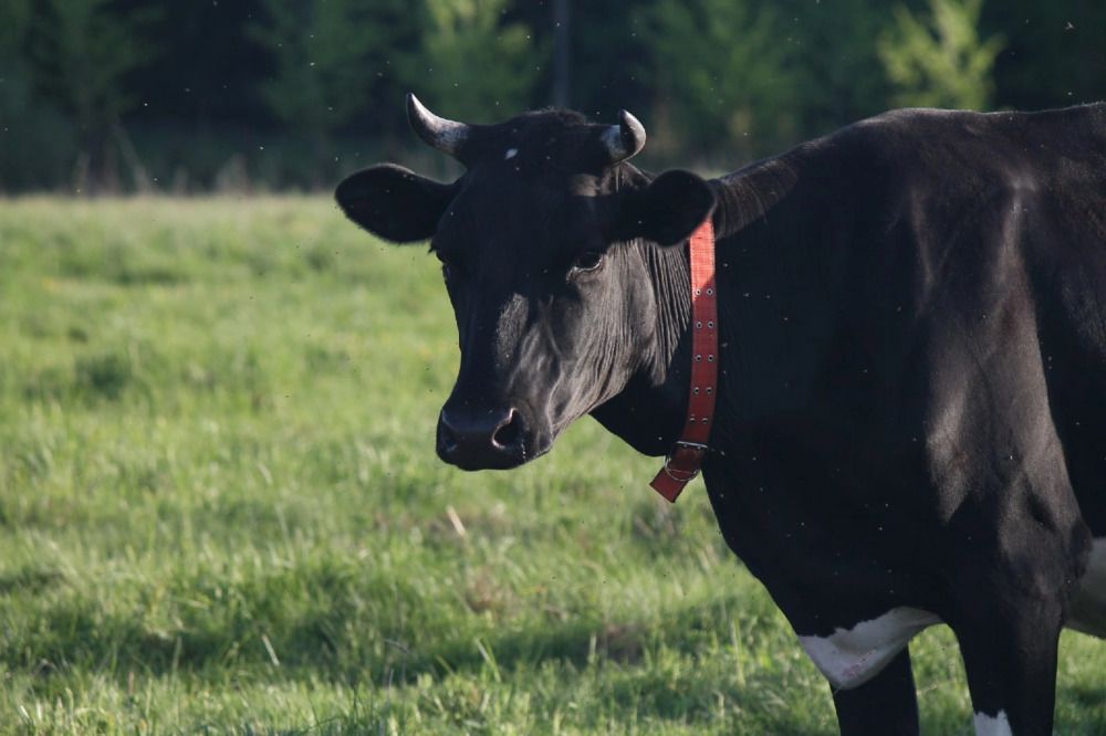 Photograph by Ольга Щеткина