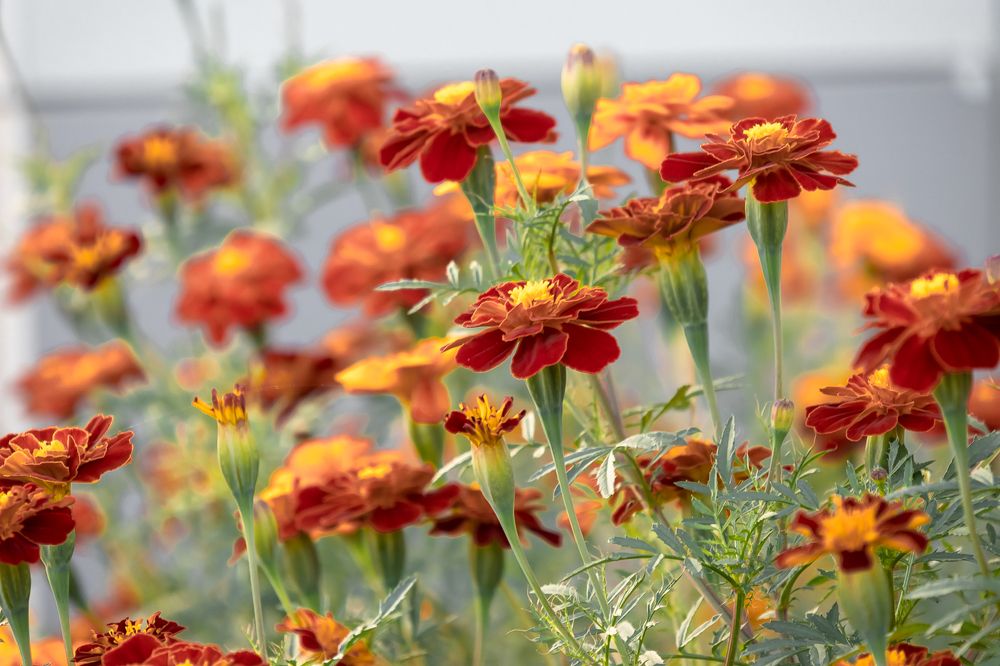 Photograph by Кермен Манджиева