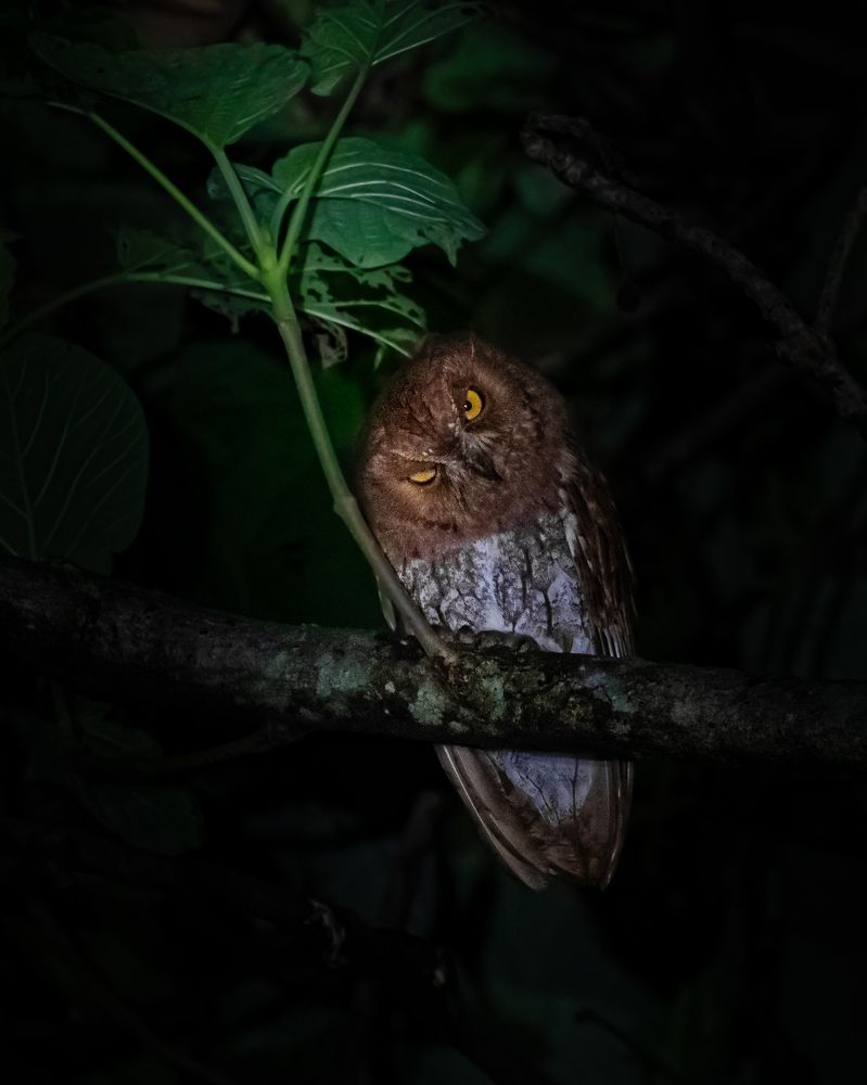 Photograph by Siddhartha Roy Choudhury