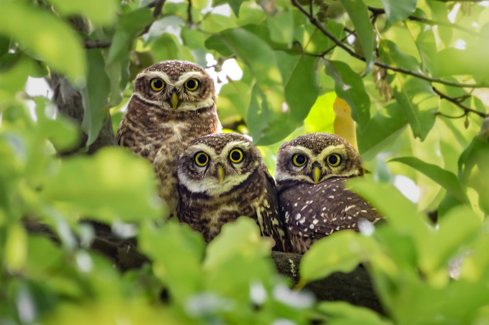 Photograph by Siddhartha Roy Choudhury