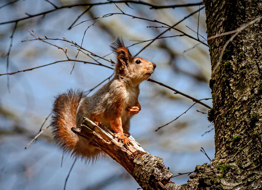 Photograph by Диана Бородзе