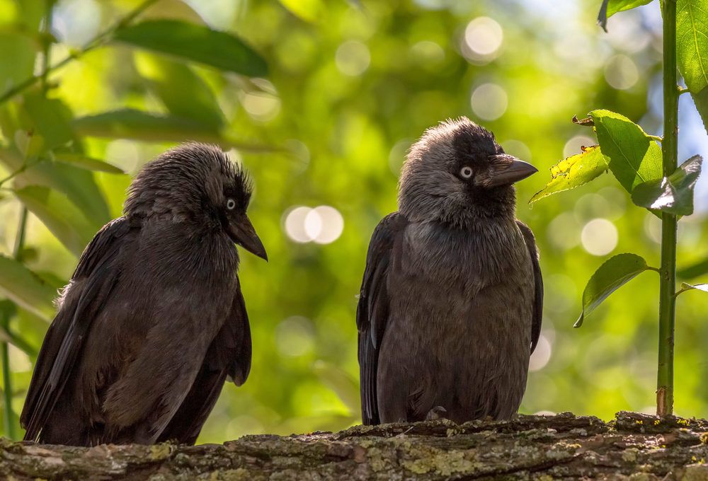 Photograph by Диана Бородзе