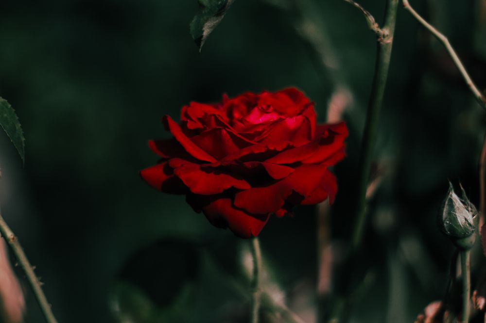 Photograph by сергей паршиков