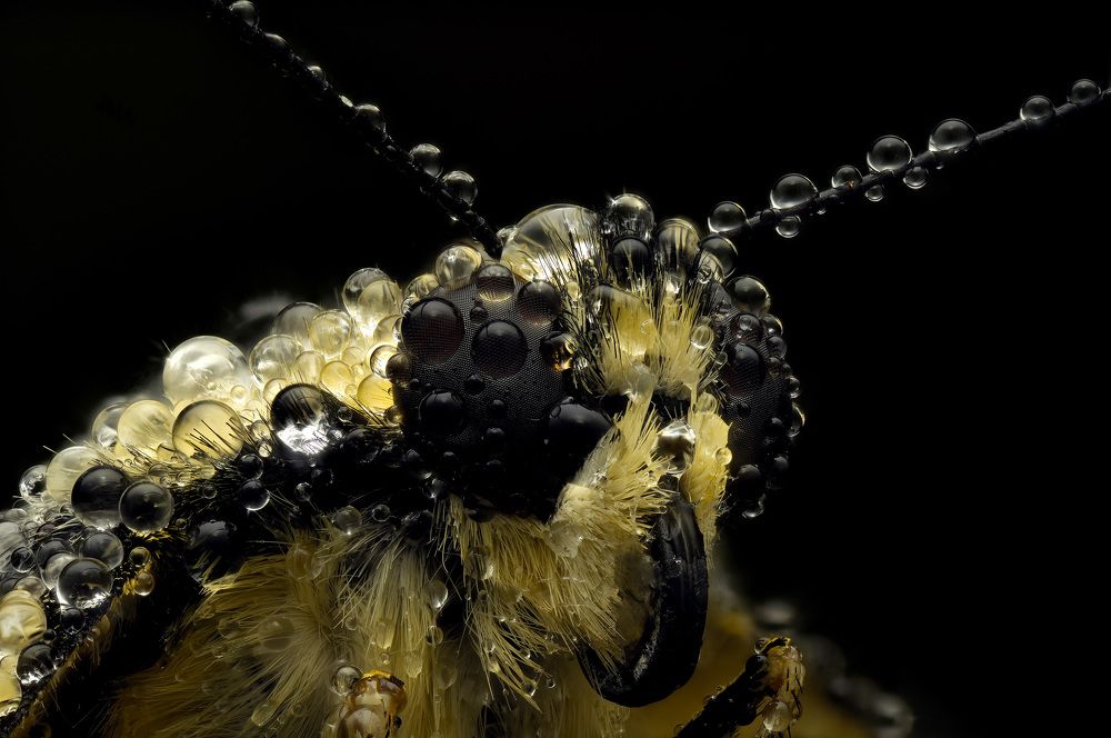 Портрет подалирия в росе