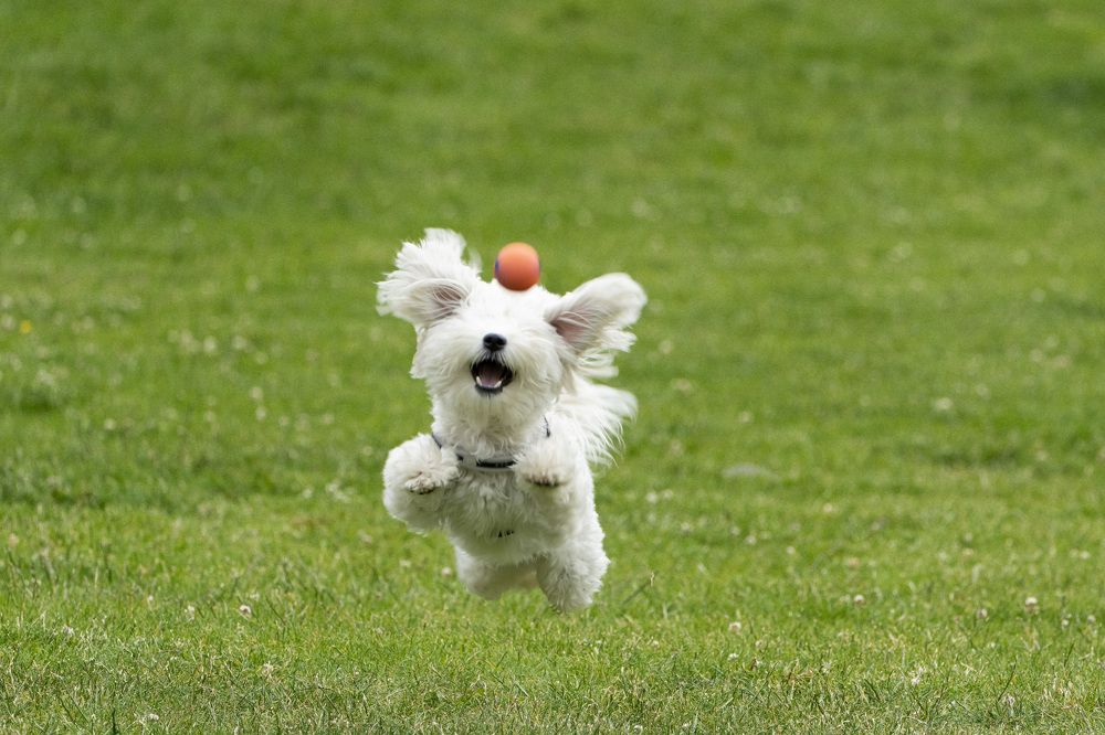 Фотография автора Ruslan Badykov