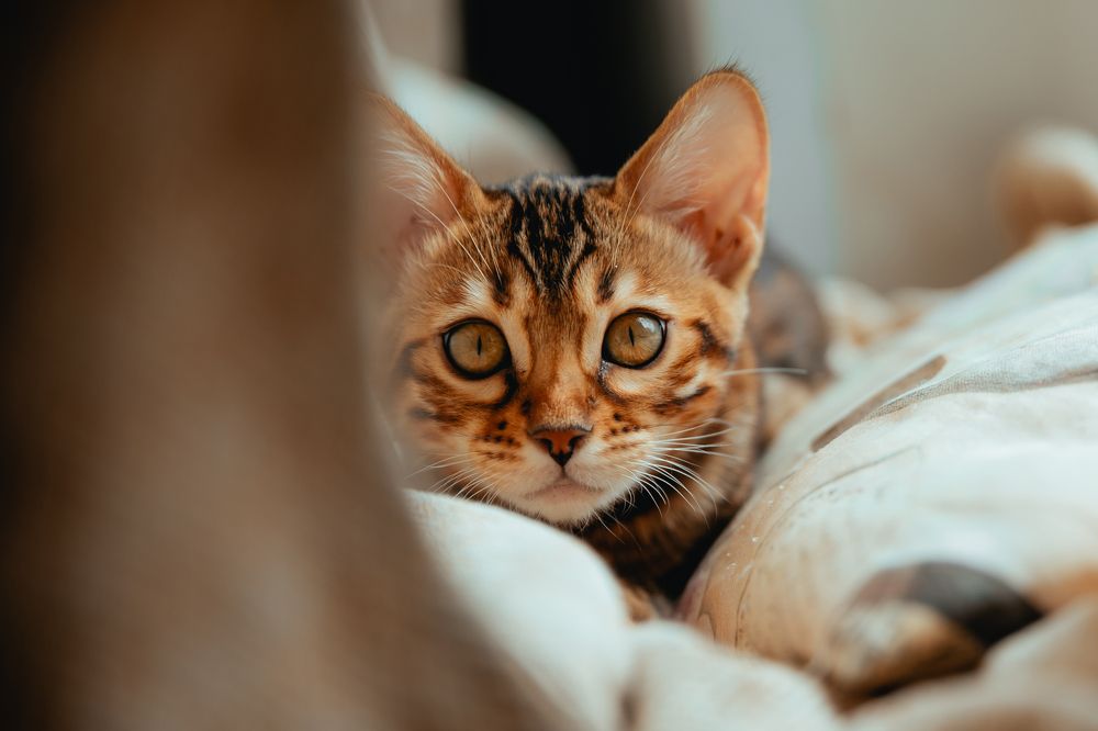 Фотография автора Юлия Соболева