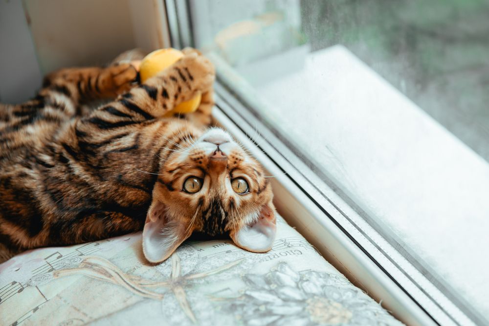 Фотография автора Юлия Соболева