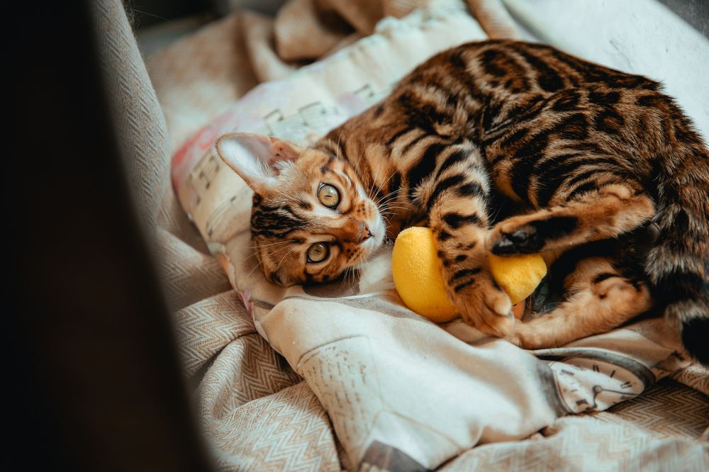 Фотография автора Юлия Соболева