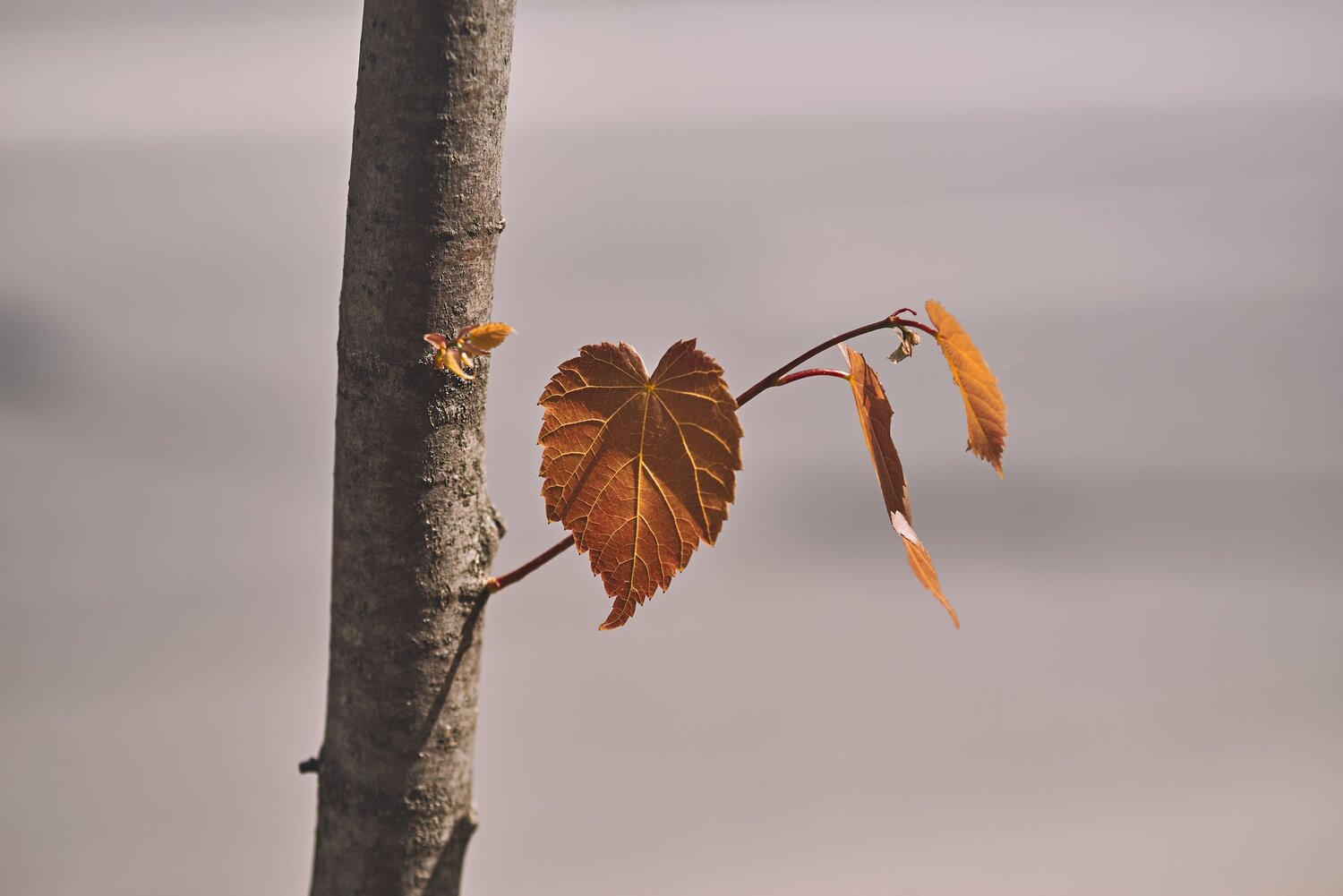Photo #9656103