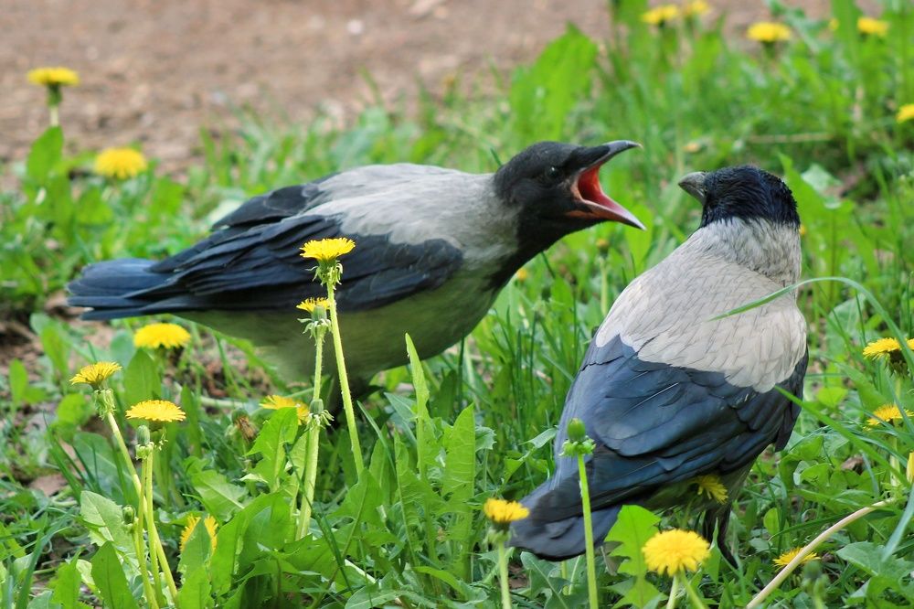 Фотография автора Тамара Караваева
