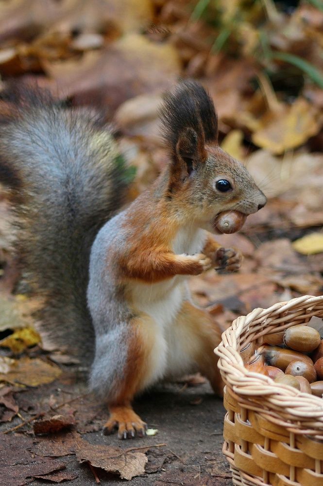 Фотография автора Тамара Караваева