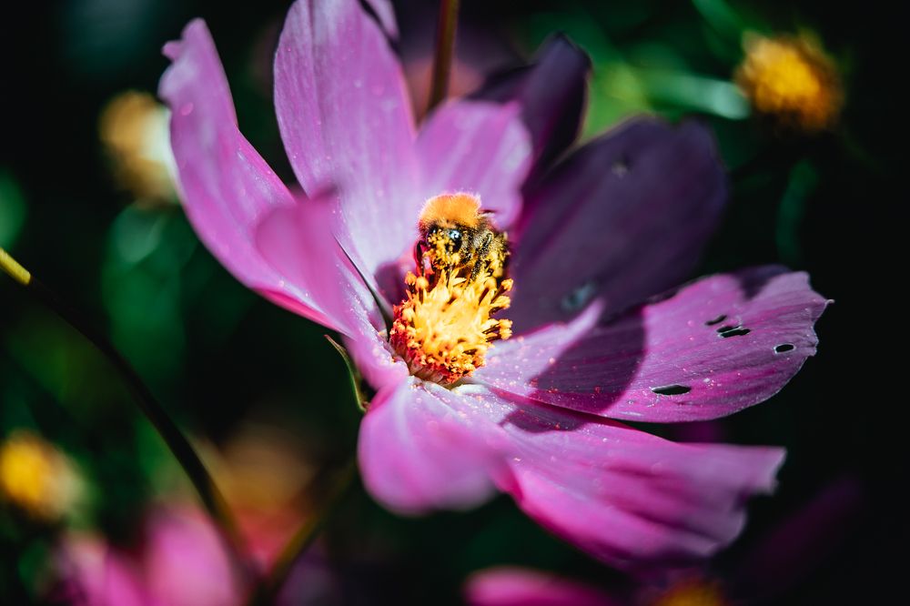 Фотография автора Юлия Соболева