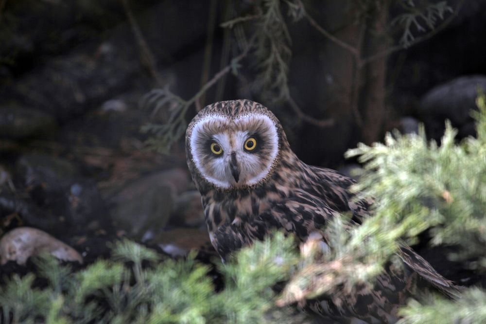 Photograph by Алексей Амилющенко