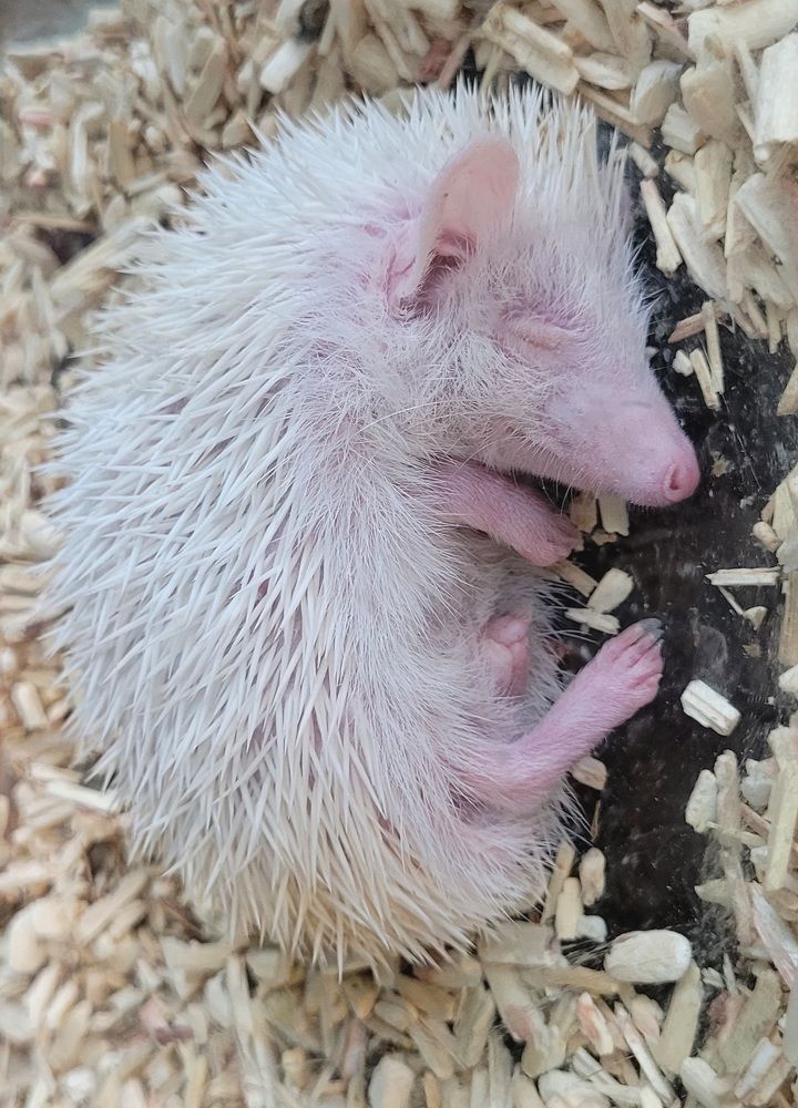 Фотография автора Светлана Зимина