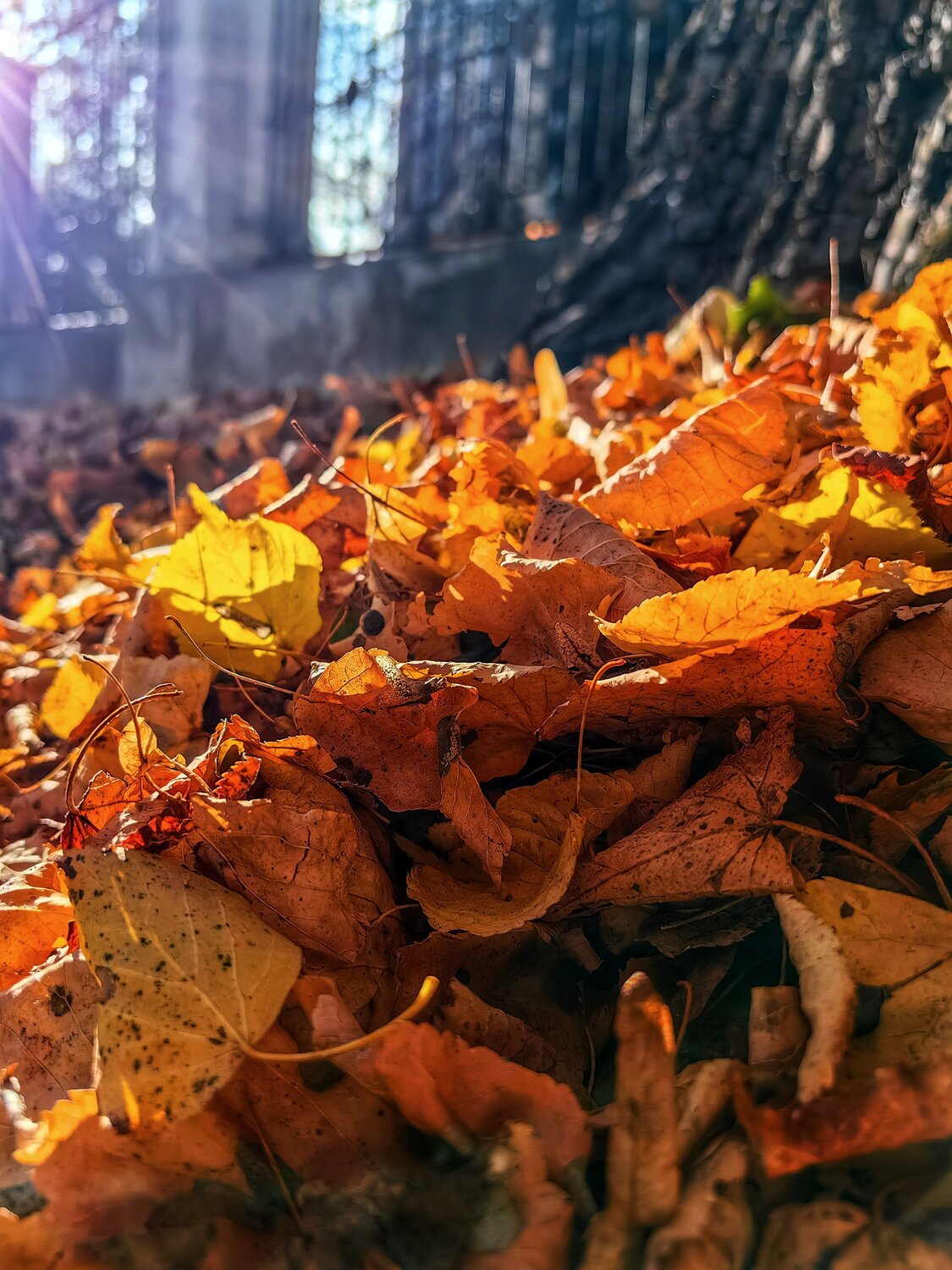 Photo #9656248