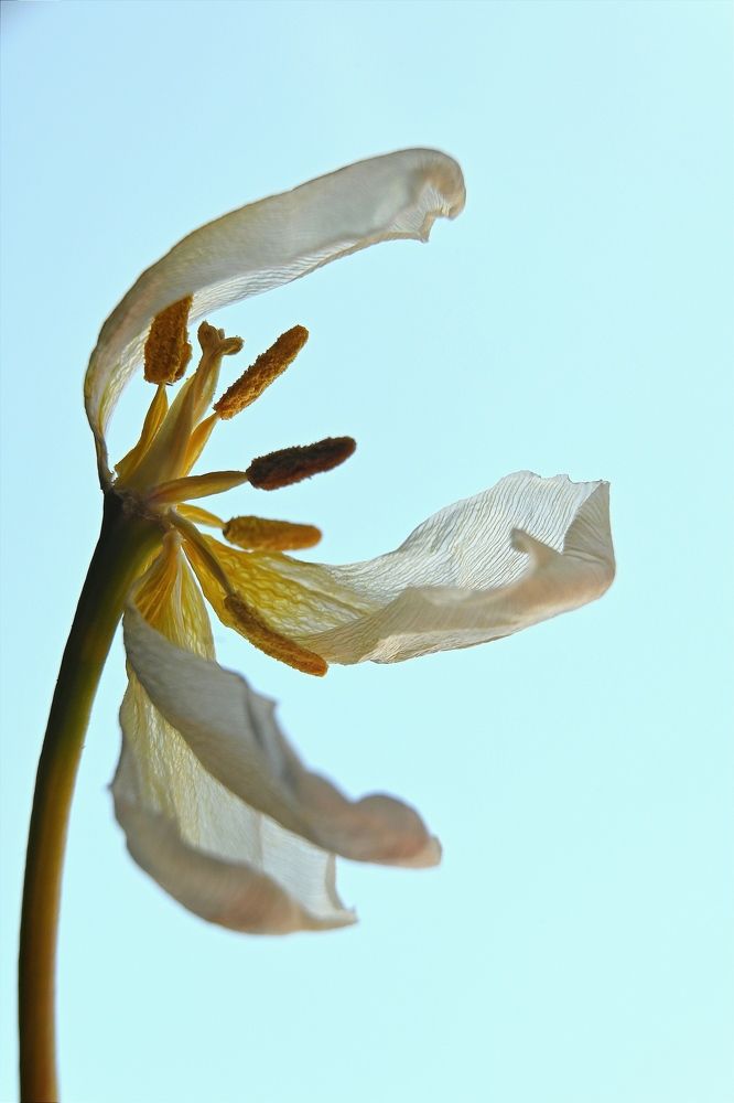 Photograph by Аnna Pashkova