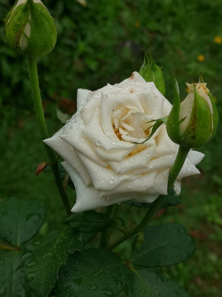 Photograph by Екатерина Борисовна Кузьмина