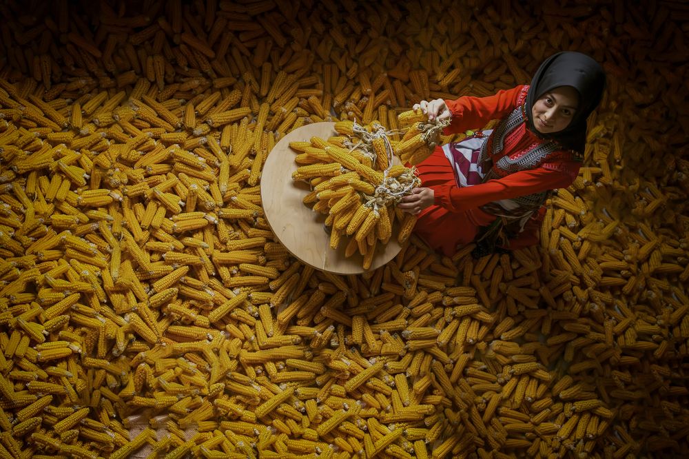 Seranderde mısır kurutma