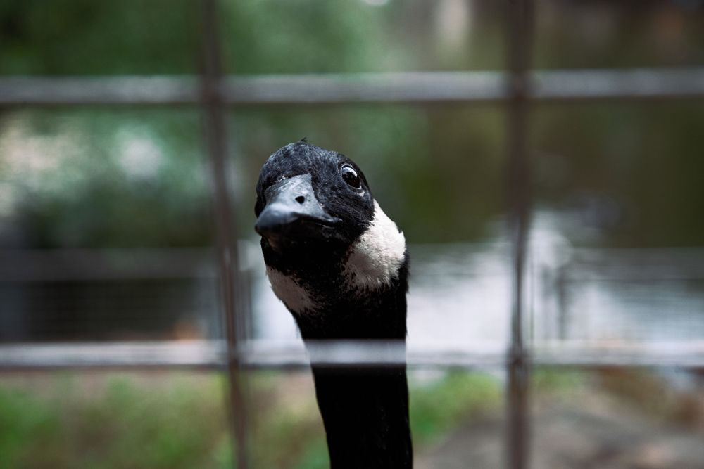 Photograph by Андрей Шелуков