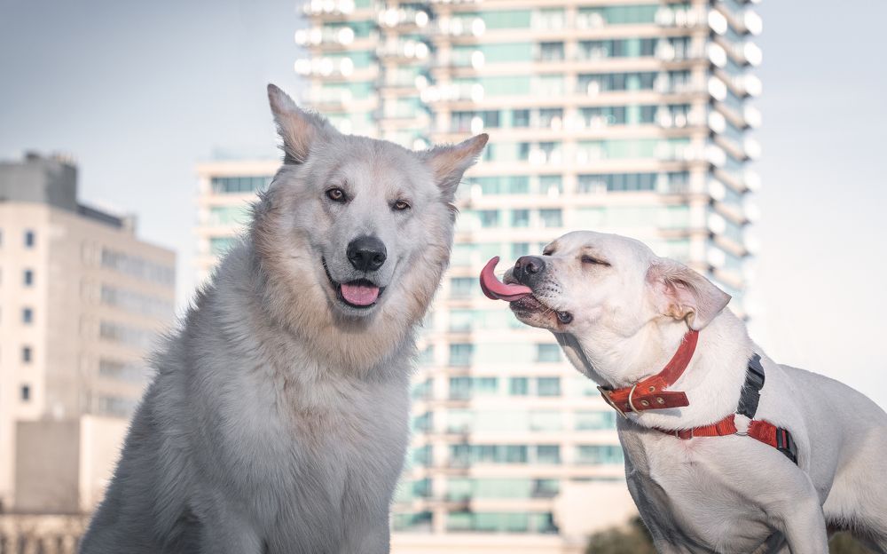Фотография автора Dmitrijs Cernagovs