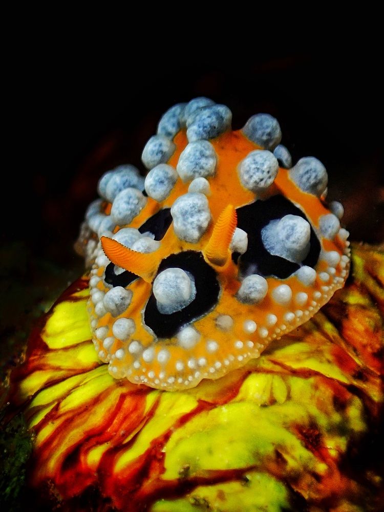 Photograph by Penn De Los Santos