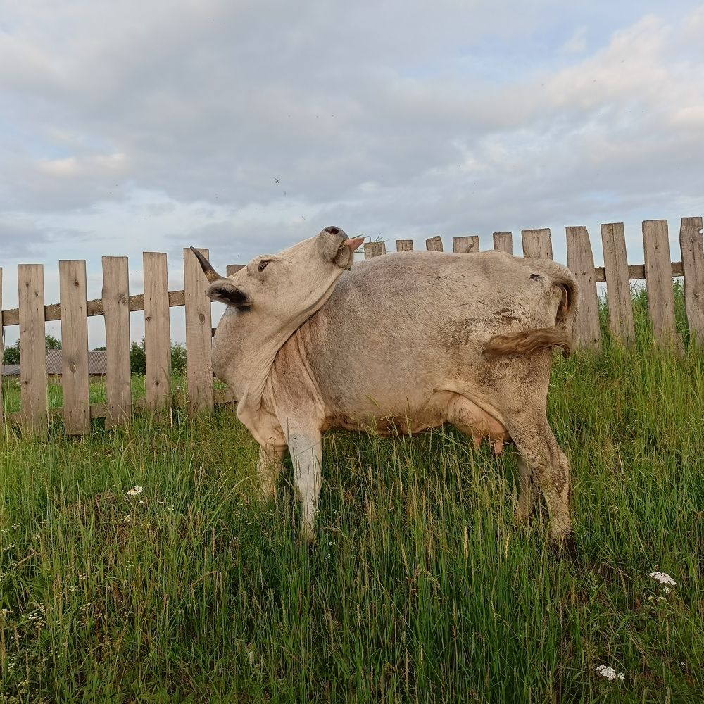 Языком и хвостом