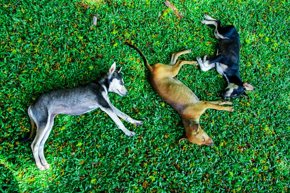 Photograph by Anantharajha Manoj