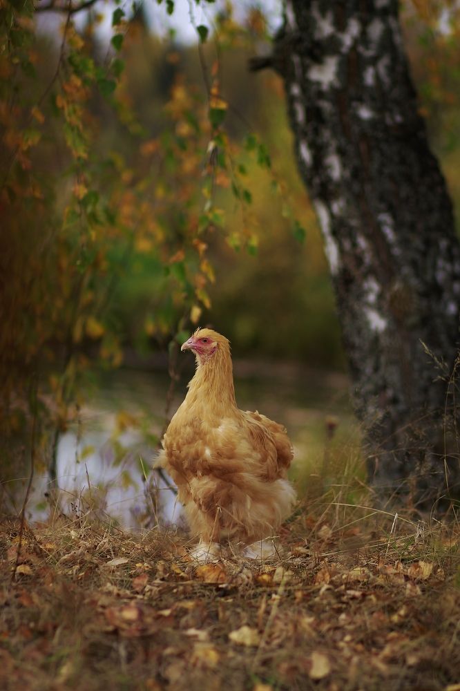 Photograph by Elena Makarova