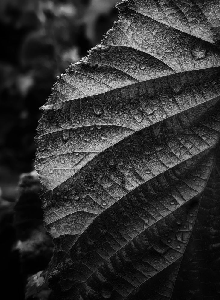 Капли дождя