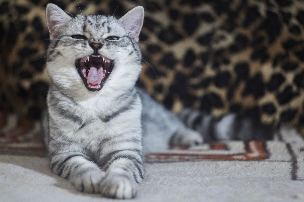 Photograph by Алексей Борисов