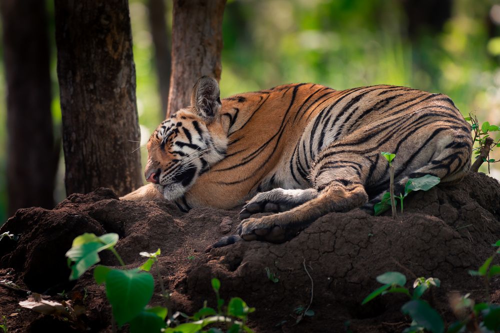 Photograph by Solanki Ravirajsinh