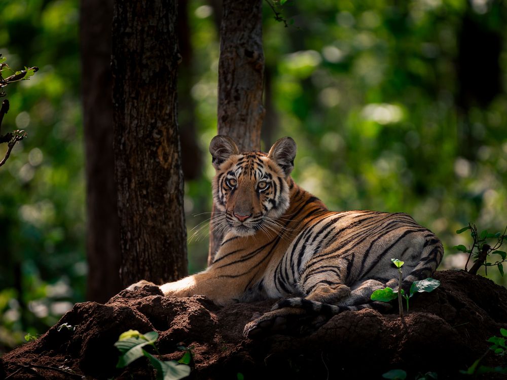 Photograph by Solanki Ravirajsinh