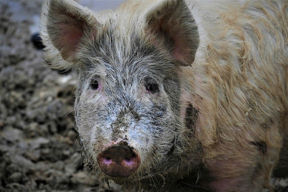 Фотография автора IRINA FILIPPOVA