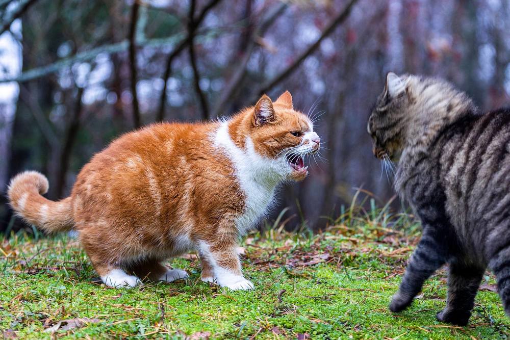 Photograph by Terēze Štube